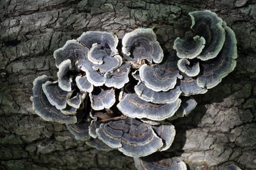 An array of black mushrooms with whitish edges growing from a tree trunk.
