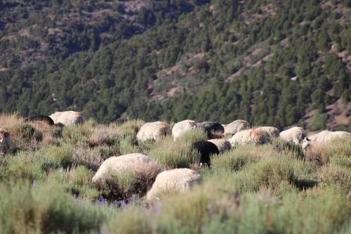 White sheep grazing in grasslands.
