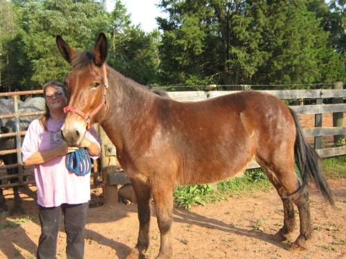 Sassy the mule was born on April 11, 1999. Photo courtesy of Nanne Wright