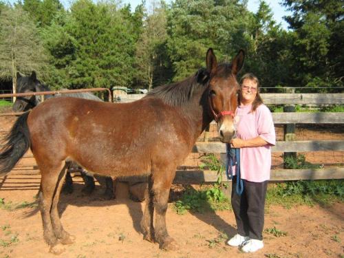 Sassy is known as a bay mule. Photo courtesy of Nanne Wright