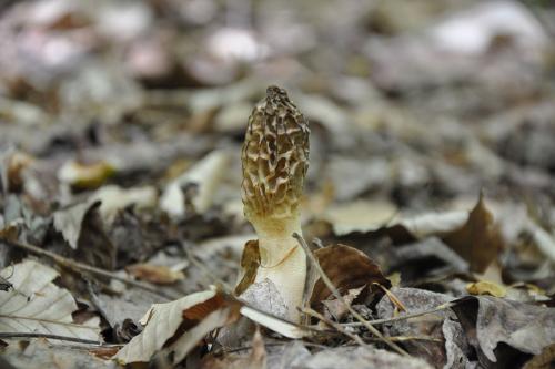 A small white and brown morel mushroom growing from decaying brown leaves on the ground.