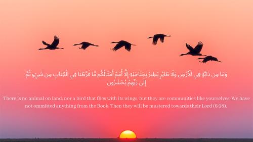 Arabic script over a photo of a pink and purple sunset with a flock of birds silhouetted. The verse is translated into English: There is no animal on land, nor a bird that flies with its winds, but they are communities like yourselves. We have not ommitte