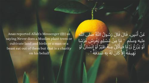 Arabic script over a photo of an orange on a tree. The verse is translated into English: Anas reported Allah’s Messenger as saying Never does a Muslim plant trees or cultivate land and birds or a man or a beast eat out of them but that is a charity on his