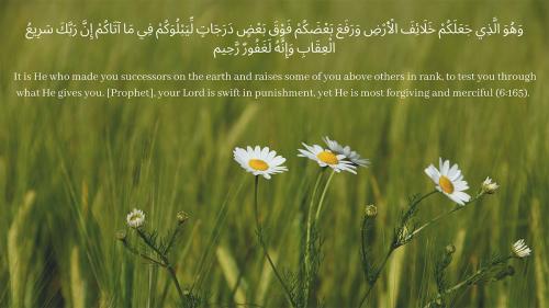 Arabic script over a photo of a green field and white and yellow flowers in the foreground. The verse is translated into English: It is He who made you successors on the earth and raises some of you above others in rank, to test you through what He gives 