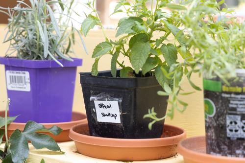 Close-up of three plants in plastic containers. One is labelled Official Skullcap.