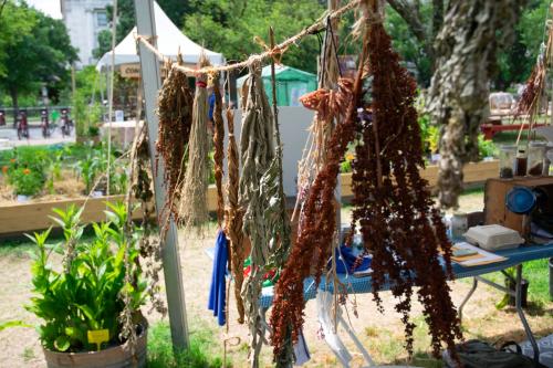 A row of dried plants hang from a rope, stirring in the breeze underneath a tent.