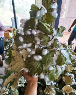 Fluffy white silkworm cocoons scattered across a branch of mulberry leaves, held up by a hand.