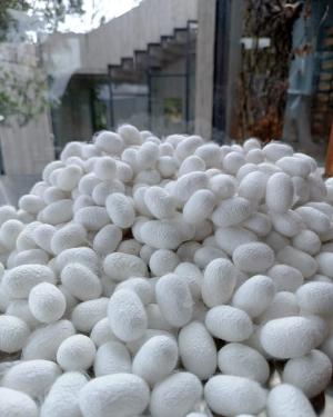 Fluffy white silkworm cocoons in a pile outside.