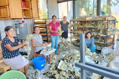 Five women in a sunlit room, working with piles of dried mulberry leaves.