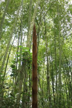Bamboo trees, photo by and courtesy of Ivonne Valencia