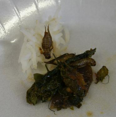 Cricket curry and rice: a healthy, wholesome meal.
