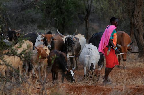 Photo by Juan Pablo Moreiras/FFI, courtesy of Northern Rangelands Trust