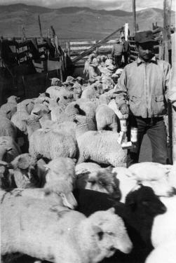 Photo courtesy of the Jon Bilbao Basque Library, University of Nevada-Reno Library