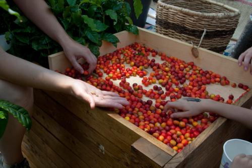 Visitors touch ripe, harvested coffee beans in the Colombia program area.