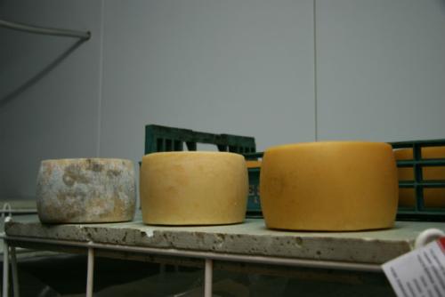 Cheeses made by Eneko and his family—the traditional way. Photo by Anne Pedersen, Ralph Rinzler Folklife Archives