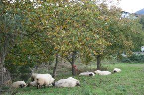 Eneko's sheep napping in the grass. Photo by Anne Pedersen, Ralph Rinzler Folklife Archives