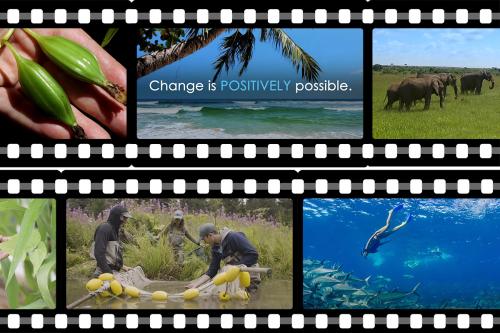 Graphic of two rows of film strips, each frame containing a screen shot from a video: close-up on a hand holding two large flower buds, a palm tree over the ocean with the words 'Change is POSITIVELY possible', elephants on a green field, a diver swimming